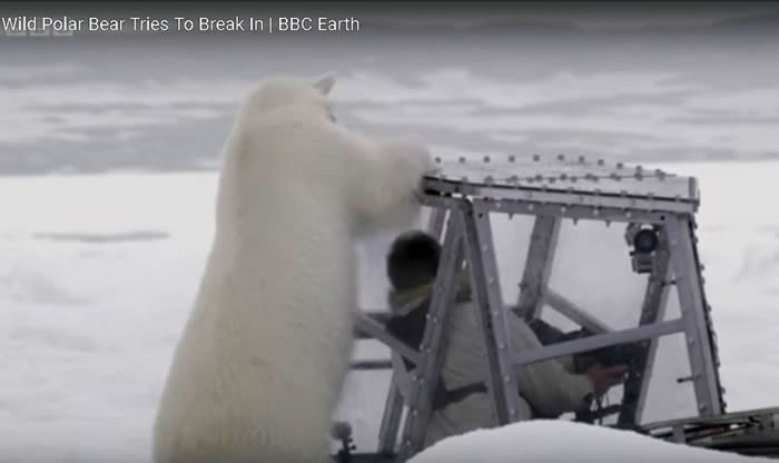 英国野生动物摄影师Gordan Buchanan在加拿大极地玻璃舱内近距离拍摄北极熊