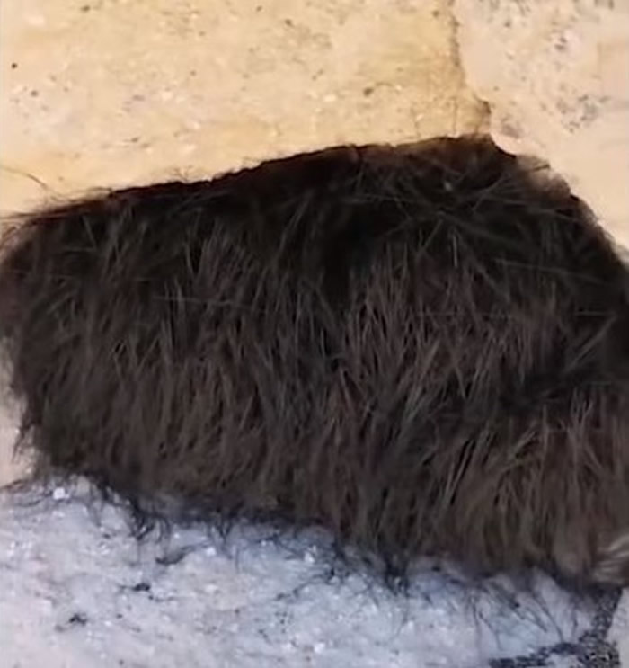 幽灵蜘蛛!墨西哥登山客发现洞穴口卡着一团毛茸茸的东西 木棍一戳狂起鸡皮