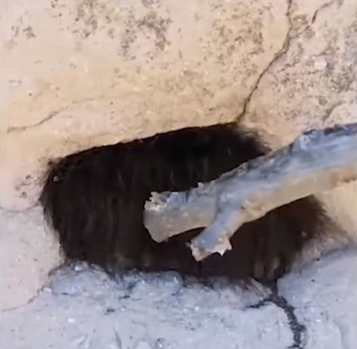 幽灵蜘蛛!墨西哥登山客发现洞穴口卡着一团毛茸茸的东西 木棍一戳狂起鸡皮