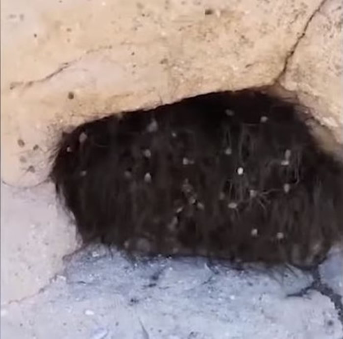 幽灵蜘蛛!墨西哥登山客发现洞穴口卡着一团毛茸茸的东西 木棍一戳狂起鸡皮