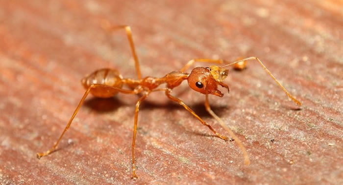 �����о�������Ҷ��������������ͷż���͵� �Ӿ�����ЧӦ