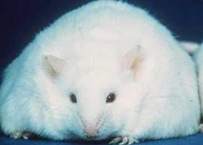清除老鼠脑内“僵尸细胞”有助治疗因痴肥引致的焦虑症