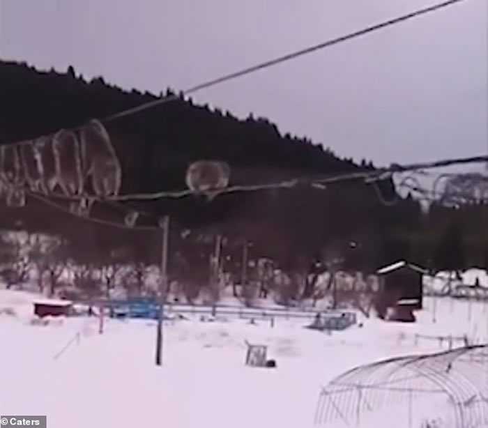 �ձ���ѩ��������ɭ��½����һȺҰ�����Ӿ��ڡ��߿��߸�����