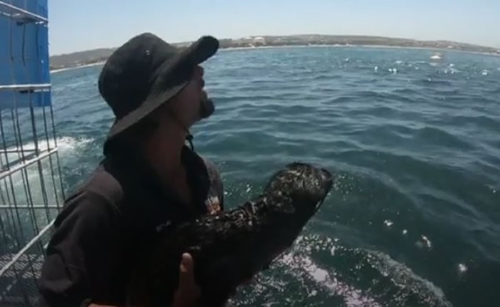 ��Ա��״���̰�С�������𣬽��Ž��е�2��Ұ�š�