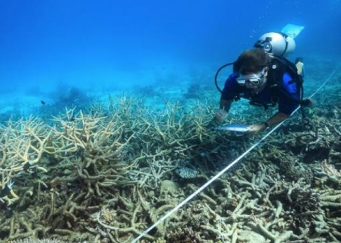 澳洲大堡醮珊瑚受海洋暖化影响,出现褪色。