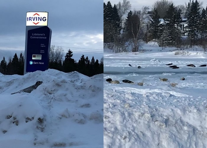 加拿大纽芬兰小镇40只海豹迷失岸上