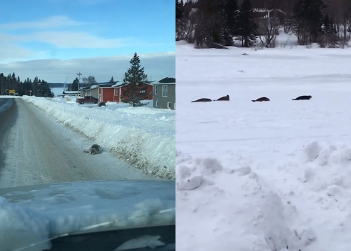 加拿大纽芬兰小镇40只海豹迷失岸上
