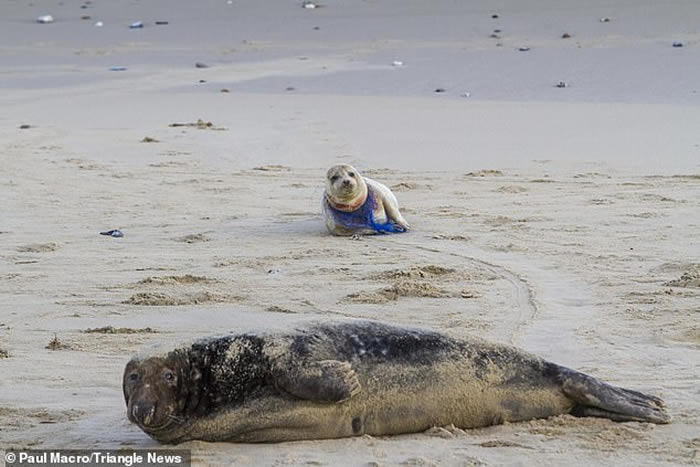 Ӣ��ŵ���˿���̲һֻС�������ӱ�������������סɥ��