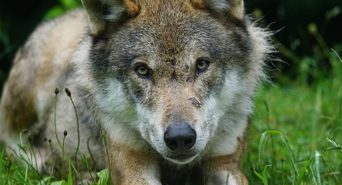 美国得克萨斯州野生狗身上发现已经灭绝的野生红狼基因