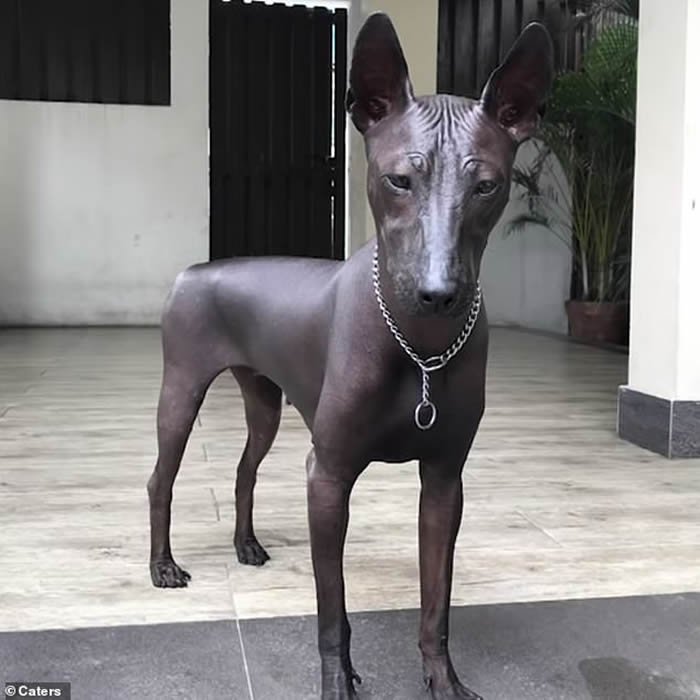 菲律宾奎松市一只“墨西哥无毛犬”似雕像惹网民热议