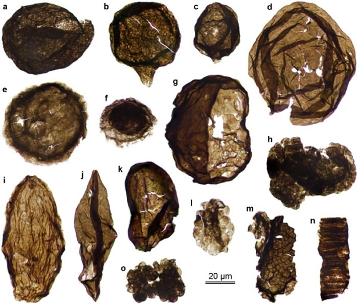 常州沟组和串岭沟组有机质壁微体化石多样性