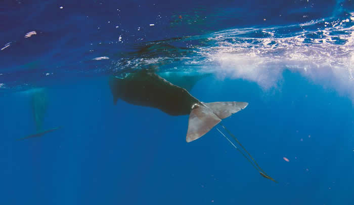 ָͷ��������ⳡĥ�ѡ� ����������������������������ʱ���޷��Ҵ������� PHOTOGRAPH BY ARUN MADISETTI, IMAGES DOMINI