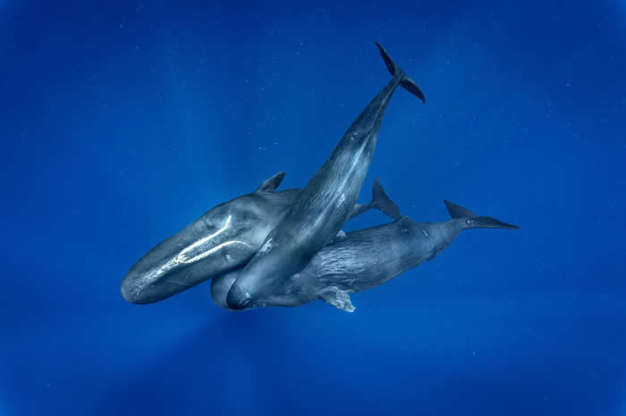 ���������������ص�������ѹ��ָͷ��β���ϣ������޷���Ǳ��׽������ ����������Ƥ���������˰̣�������ʧȥ̫�����أ���������ĸ��ָͷ��ʼ�ٴθ������� �������������