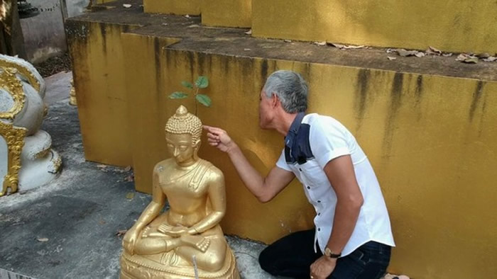 泰国帕夭府寺庙佛像后脑勺长出有四片叶子的菩提树 信徒认为是佛祖显灵