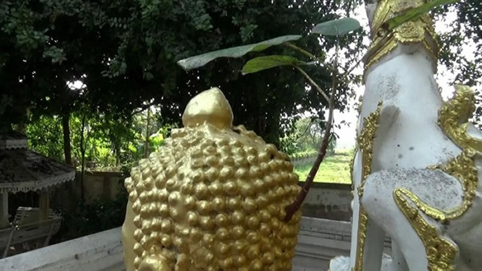 泰国帕夭府寺庙佛像后脑勺长出有四片叶子的菩提树 信徒认为是佛祖显灵