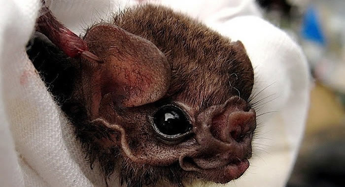 ë����Ѫ�����Һ�з����µľ��е���Ѫѹ��Ч����