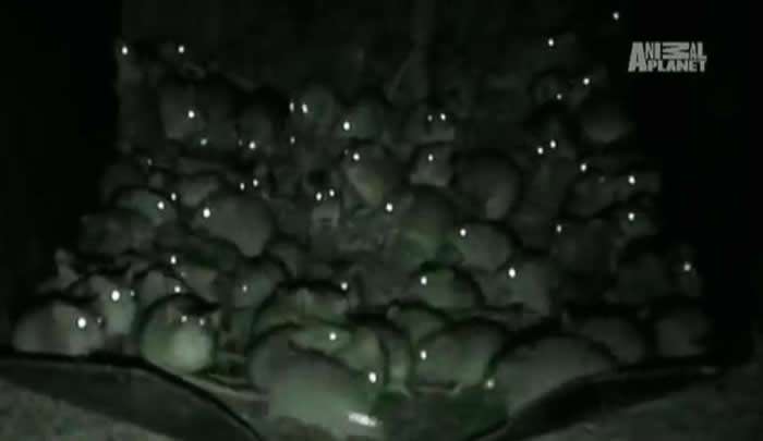 �ܼ��־����룡��������������ֲ�Ϯ��