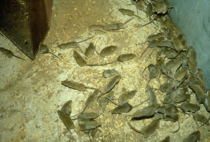 �ܼ��־����룡��������������ֲ�Ϯ��