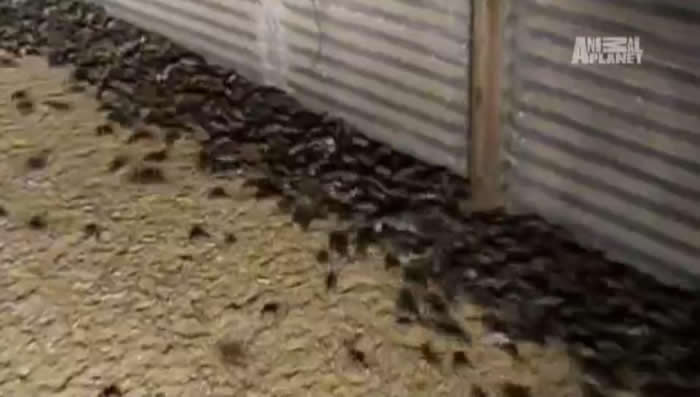 �ܼ��־����룡��������������ֲ�Ϯ��