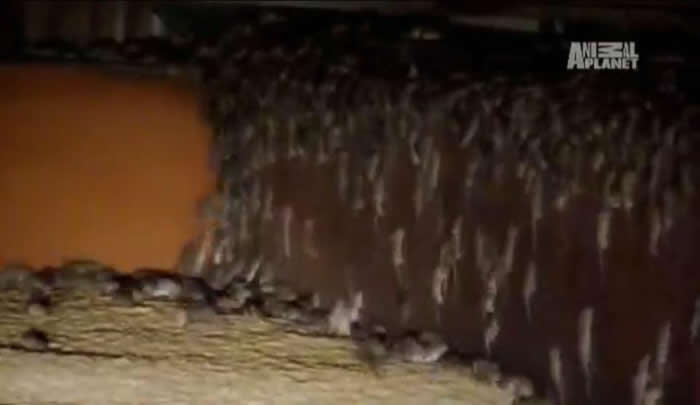 �ܼ��־����룡��������������ֲ�Ϯ��