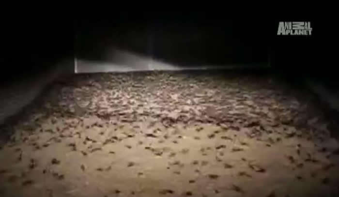 �ܼ��־����룡��������������ֲ�Ϯ��