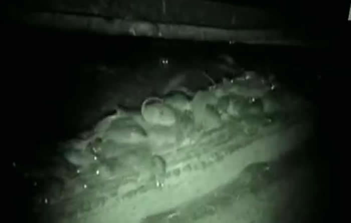 �ܼ��־����룡��������������ֲ�Ϯ��