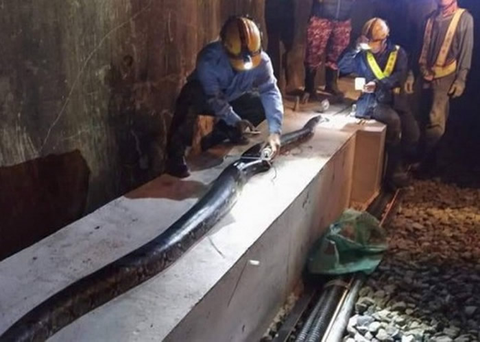 台湾屏东县5米巨蟒遭火车辗毙 疑为外来网纹蟒