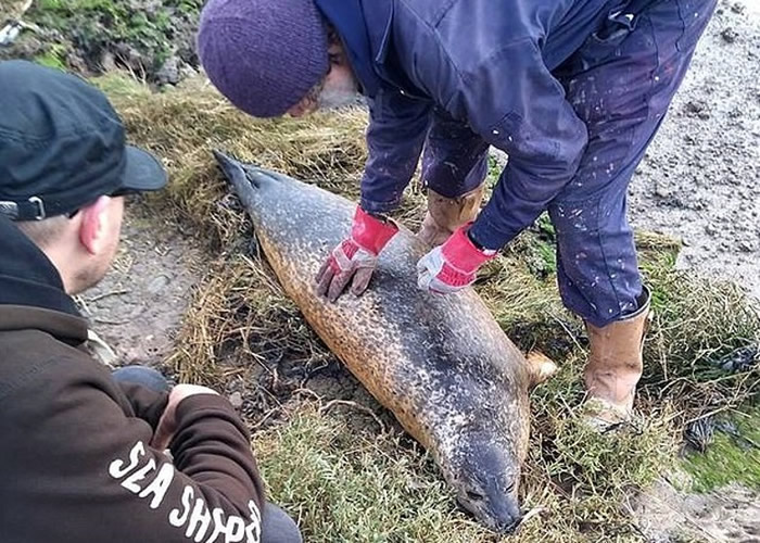 Ӣ��������˹����ֻ����3���µĺ�ʨ������ɱ ������֯����Ѱ��ͽ