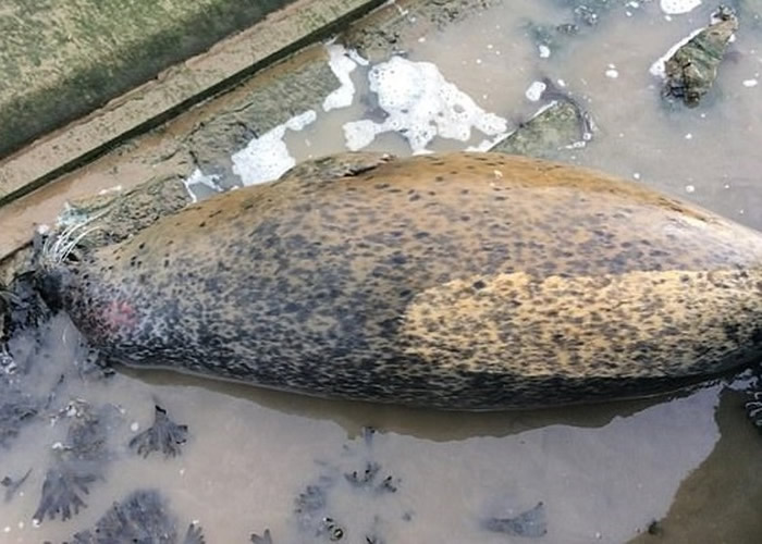 Ӣ��������˹����ֻ����3���µĺ�ʨ������ɱ ������֯����Ѱ��ͽ