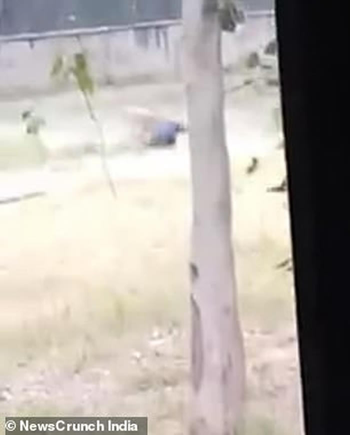 印度旁遮普邦男子非法进入察哈特比尔动物园狮圈被猛兽撕成碎片