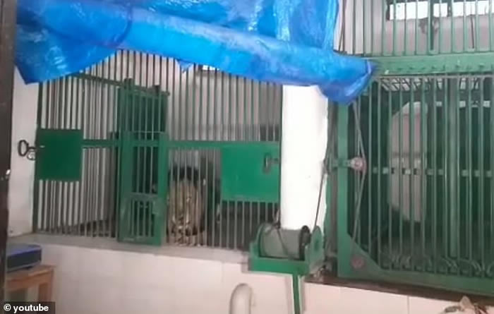 印度旁遮普邦男子非法进入察哈特比尔动物园狮圈被猛兽撕成碎片