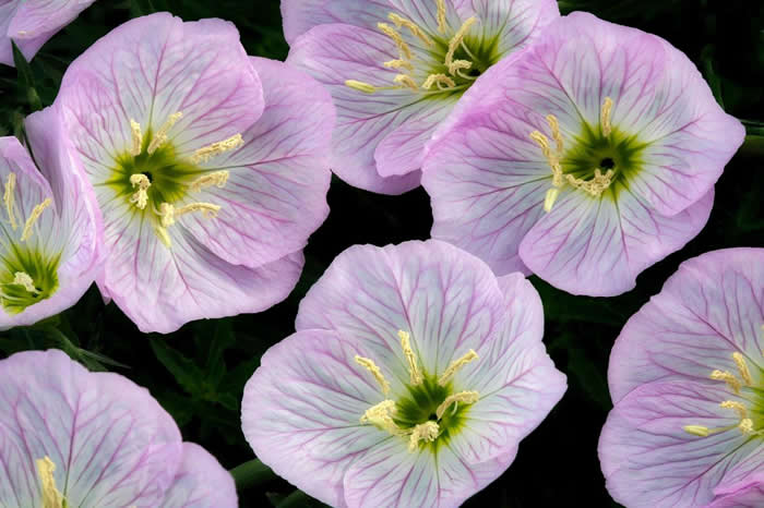 ¼ݣOenothera drummondiiͻܶǵҪ PHOTOGRAPH BY DENNIS FRATES/ ALAMY