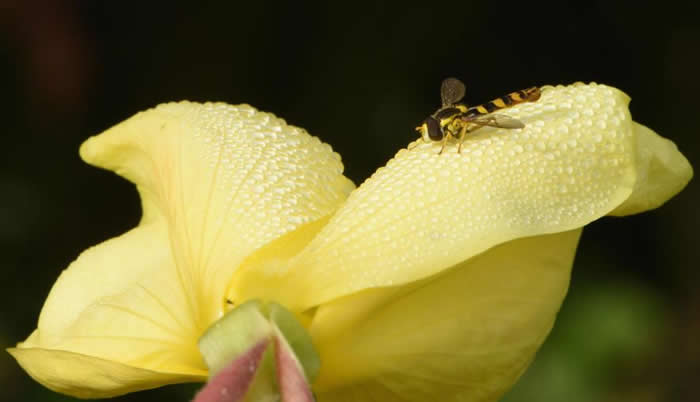 ӢһֻػʳӬhoverfly ͣһ䲼¶¼ϡ PHOTOGRAPH BY MICHAELGRANTWILDLIFE/ ALAM