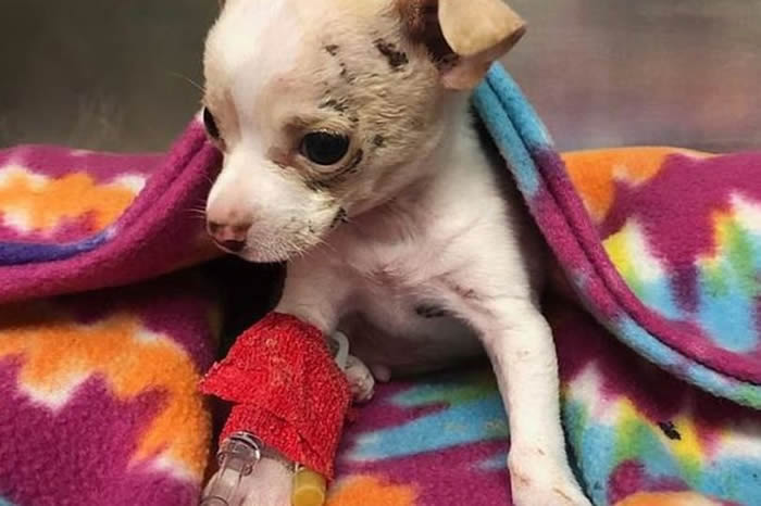 美国德州奥斯汀小狗惨遭老鹰叼上天 又在半空中被丢下来