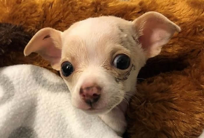 美国德州奥斯汀小狗惨遭老鹰叼上天 又在半空中被丢下来