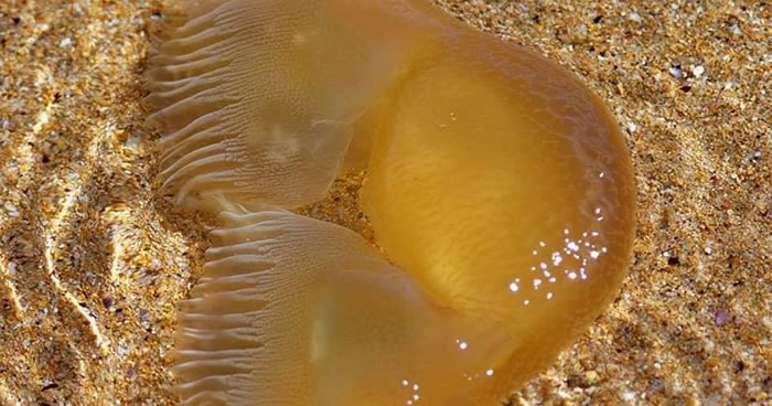 �Ĵ�������������ʿ�ݺ�̲���֡������ռٷ����������ר�ң�������ˮĸ