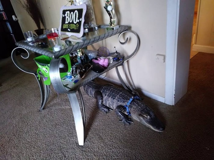 美国宾夕凡尼亚州短吻鳄也提供情绪支援 尖牙背后见温驯