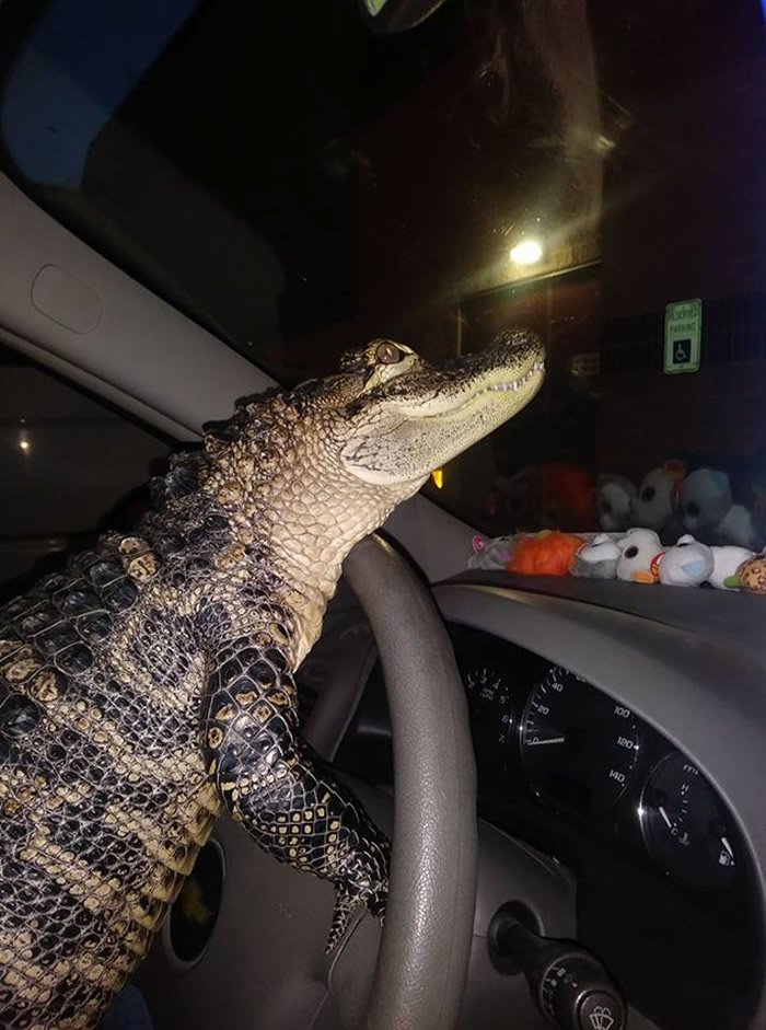 美国宾夕凡尼亚州短吻鳄也提供情绪支援 尖牙背后见温驯