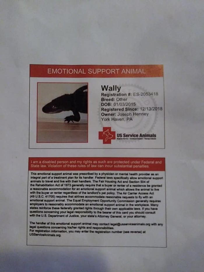 美国宾夕凡尼亚州短吻鳄也提供情绪支援 尖牙背后见温驯