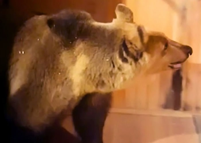 俄罗斯夫妇与重300磅的巨熊Stepan同一屋檐下近26年