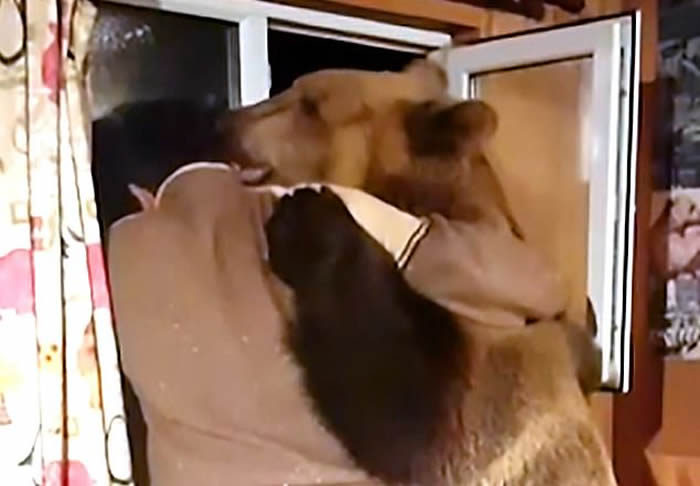 俄罗斯夫妇与重300磅的巨熊Stepan同一屋檐下近26年