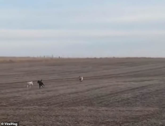 ��������˹�ݺ�ɫ��������Ȯ��ҳ��� ����ʱ������λ�����ѣ���ɫ��������Ȯ��ɽ��