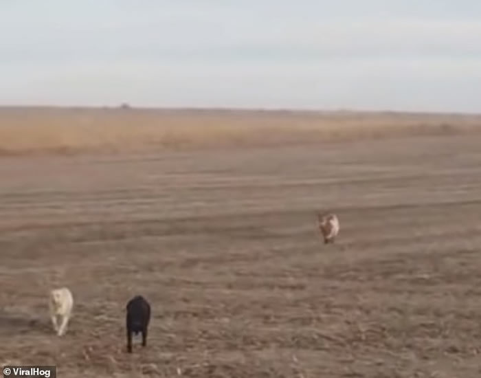 ��������˹�ݺ�ɫ��������Ȯ��ҳ��� ����ʱ������λ�����ѣ���ɫ��������Ȯ��ɽ��