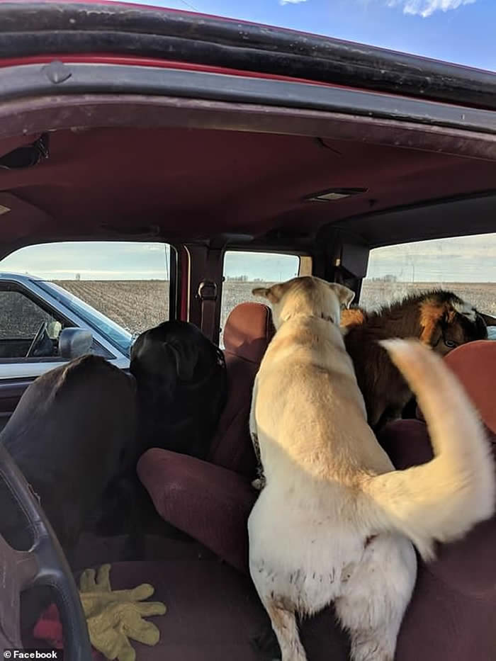 ��������˹�ݺ�ɫ��������Ȯ��ҳ��� ����ʱ������λ�����ѣ���ɫ��������Ȯ��ɽ��