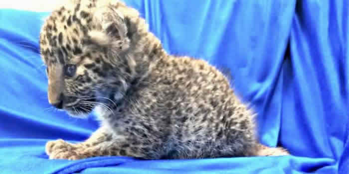 印度清奈国际机场男子行李传来奇怪声响 打开发现里面装走私的小花豹