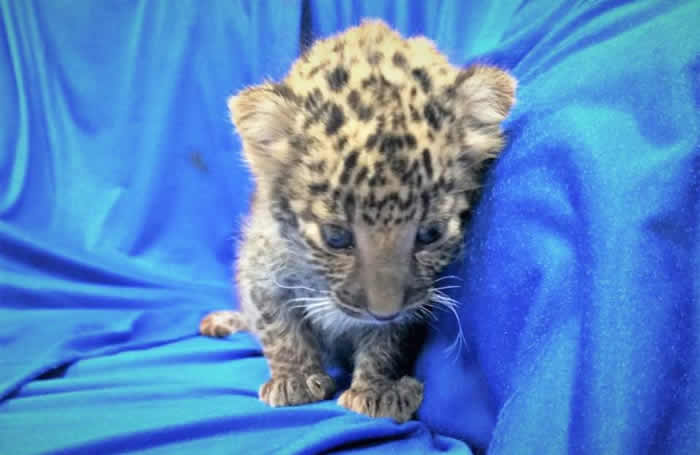 印度清奈国际机场男子行李传来奇怪声响 打开发现里面装走私的小花豹