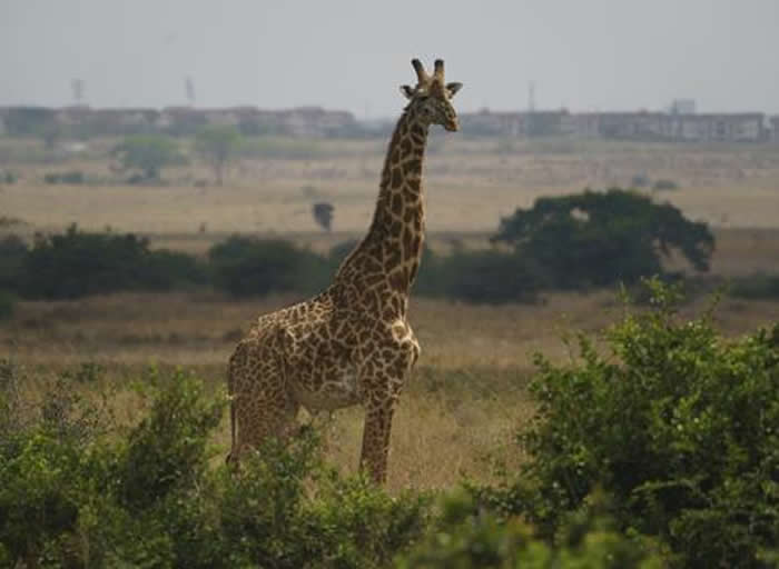 南非林波波省野生动物园长颈鹿踢死饲养员