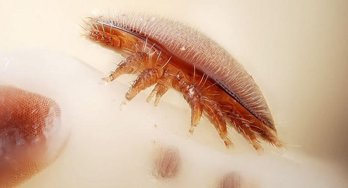 �����о���ʾ���۷�ɱ�֡���������Ҫʳ�ﲻ��Ѫ�ܰͶ���֬����