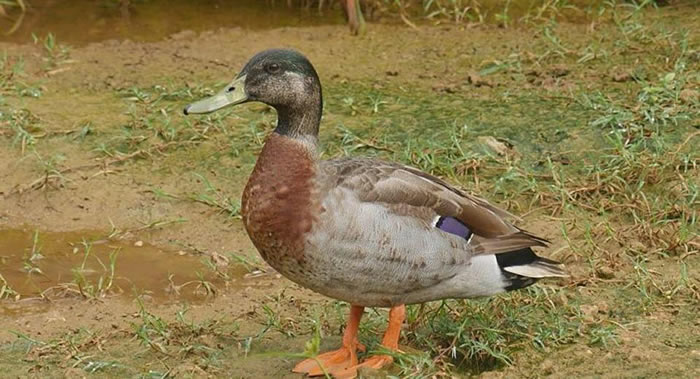 ̫ƽ��Ŧ������ҧ����������¶�����ͷѼ