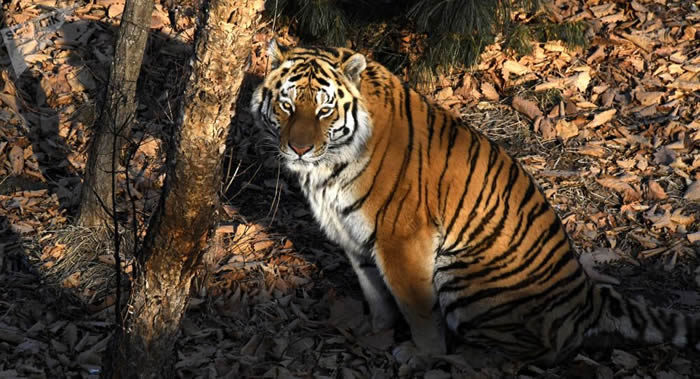 2022年的第二届保护老虎国际论坛或在俄罗斯举行